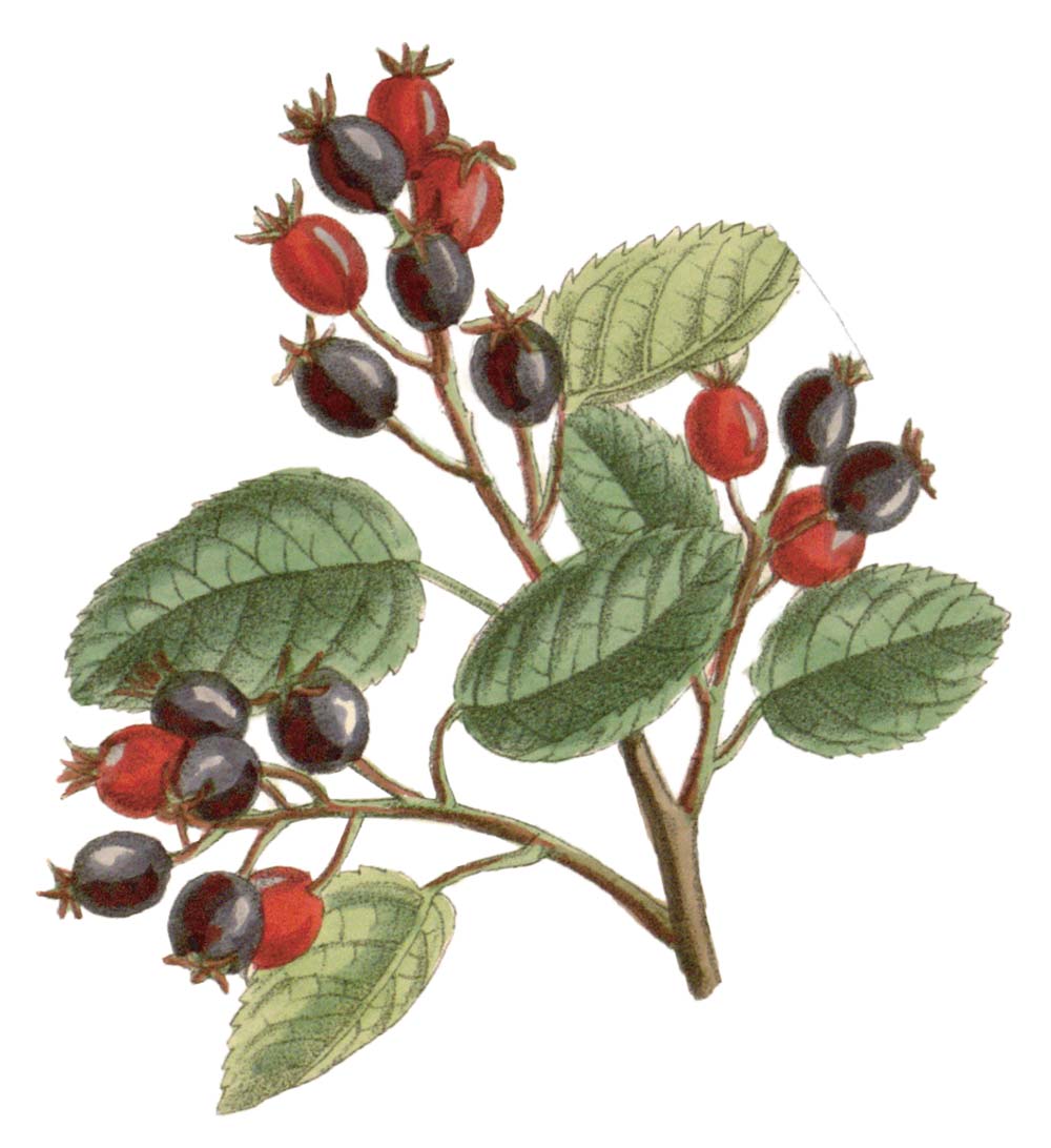Serviceberry | Curtis’s Botanical Magazine, London., vol. 141, wikimedia commons