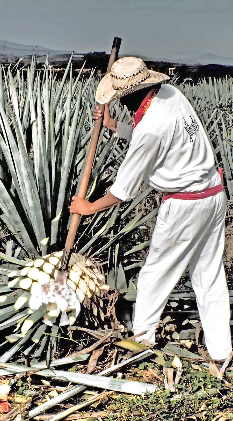 Farmer harvesting Agave at the Tequila Herradura distillery in Amatitán, Jalisco, Mexico